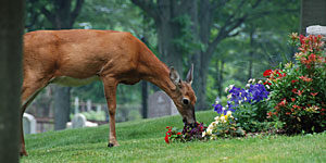 Deer nibble on flowers at Cedar Grove Cemetery