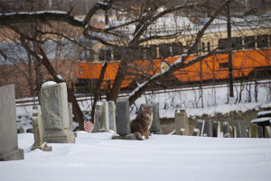 Trolley through Cedar Grove Cemetery