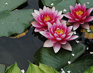 Cedar Grove Cemetery - Sponsor the Koi Pond