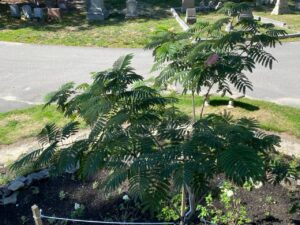 A mimosa tree with two pink flowers