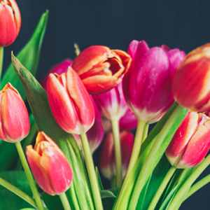 Easter Tulips