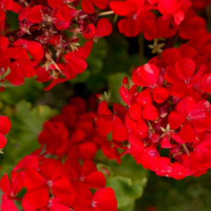 Mother's Day Geranium