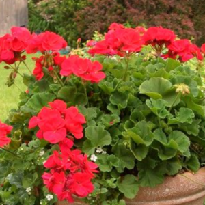 Father's Day Geranium
