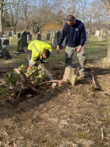 Two men pull up the roots of a large bush that is stuck under headstones